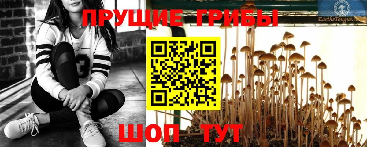 где купить наркоту  Вход с VPN  Фурманов  Галлюциногенные грибы Psilocybine cubensis  Псилоцибиновые грибы GOLDEN TEACHER 